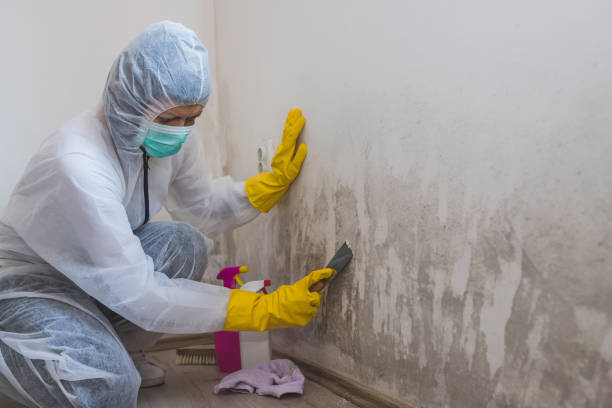 Best Airborne Mold Testing  in Shelburne Falls, MA